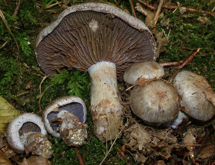 Cortinarius cyanites